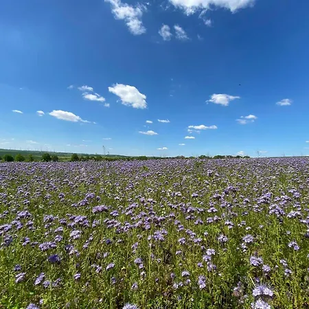 Monebluemchen Naumbourg