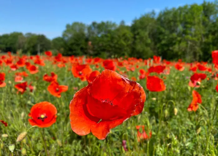 Monebluemchen * Naumburg (Saale)