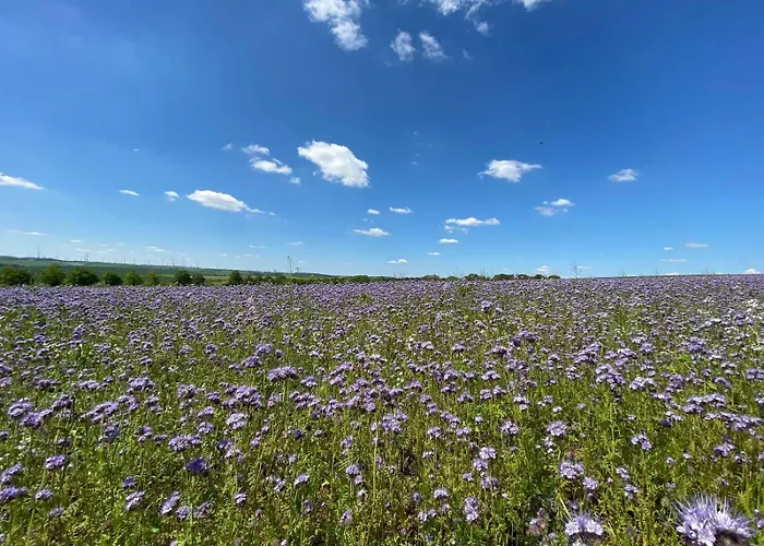 Monebluemchen Naumburg (Saale)